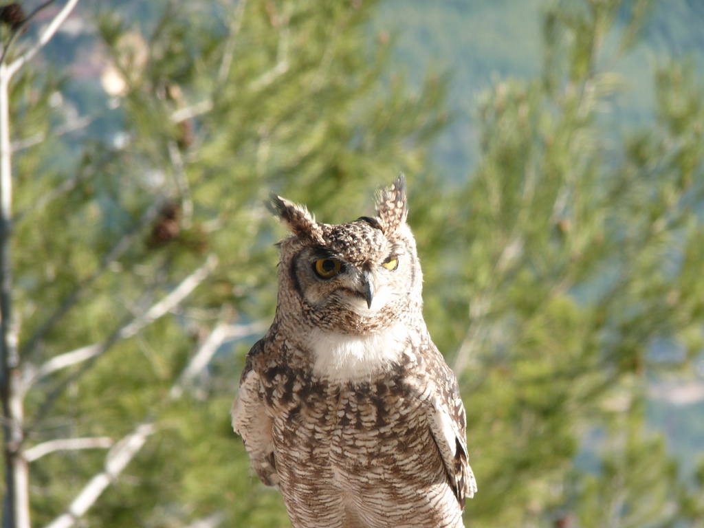 No s'ha trobat l'arxiu